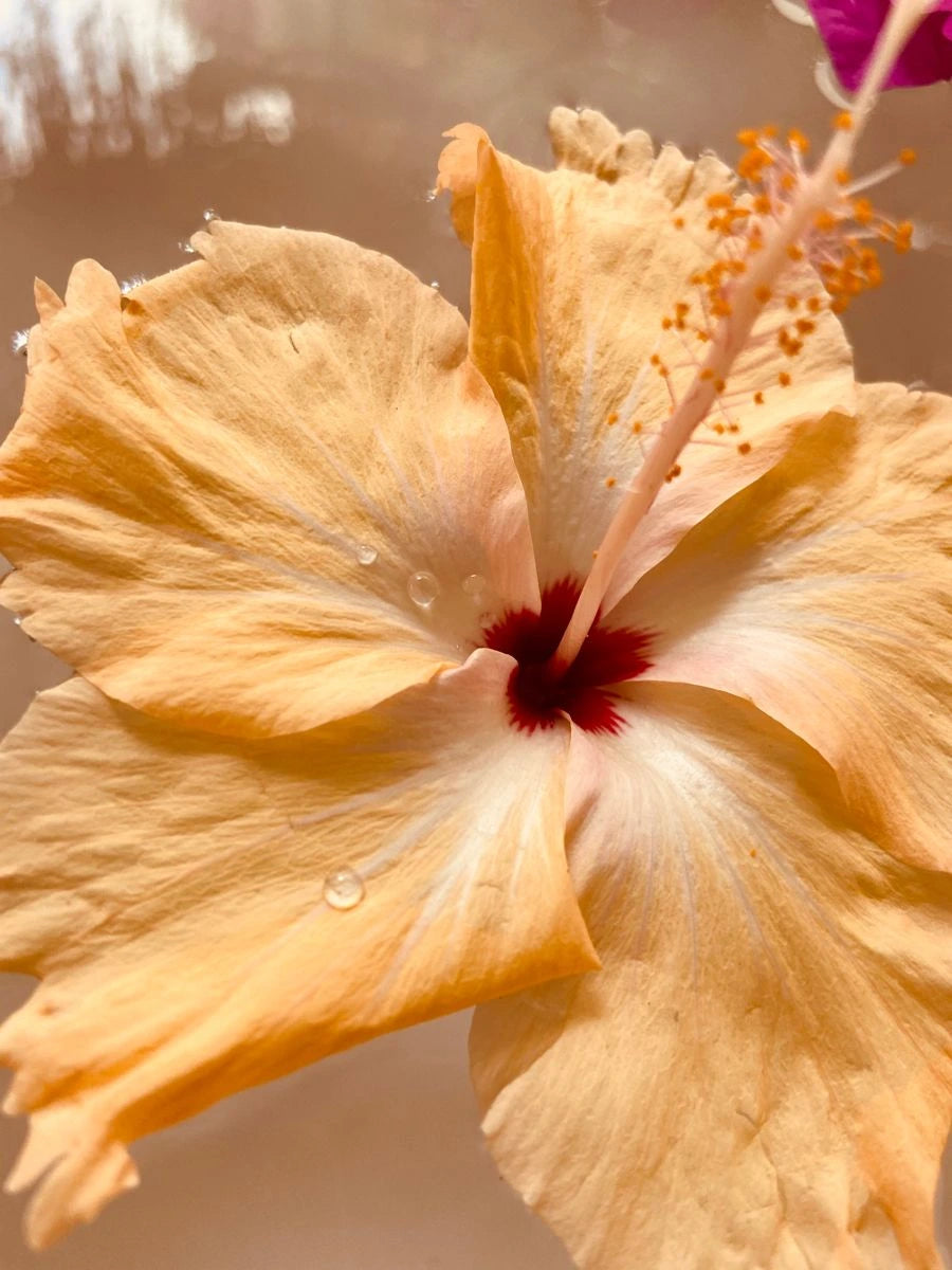 კარკადე თმა